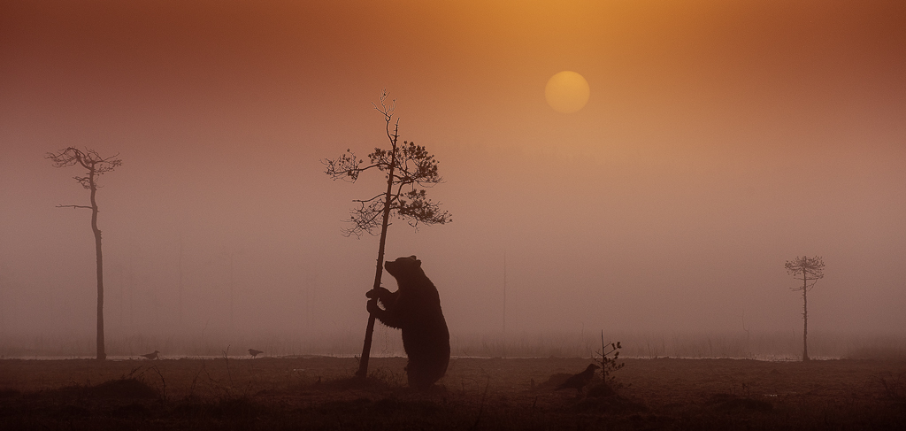 foto arnfinn johansen